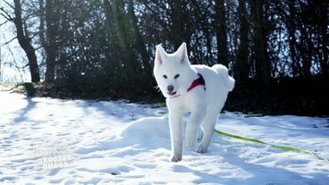 Mochi, die schneeweiße Hundeprinzessin