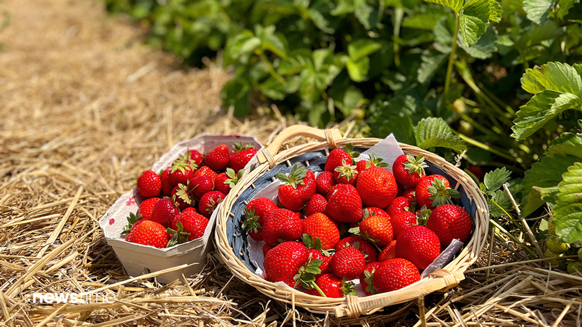 Erdbeeren: Trockene Tage ermöglichen frühe Ernte