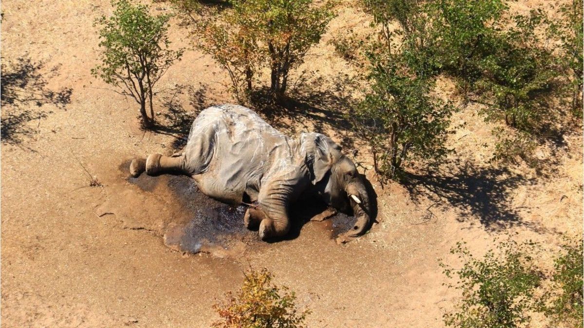 Rätselhaftes Massensterben: Hunderte tote Elefanten in Botswana