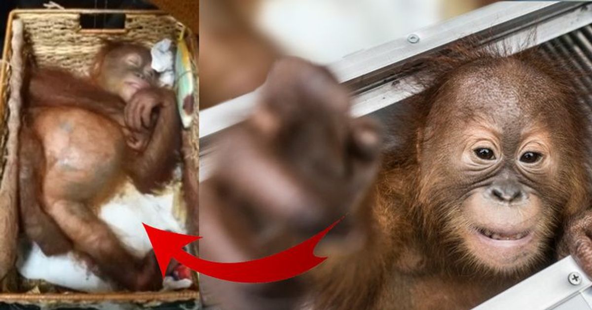 Unter Drogen gesetzt und ins Gepäck gestopft: Orang-Utan Baby vor Schmugglern gerettet