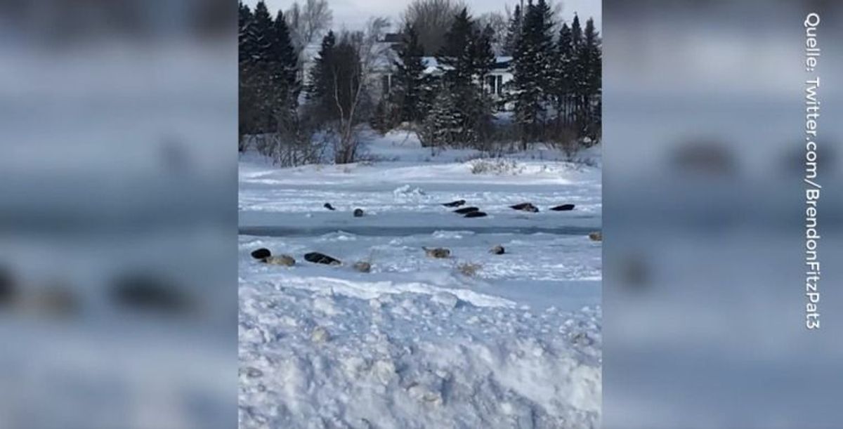 8 Kilometer VOR Küste: 40 Robben in Kanada gestrandet und dem Tode nah