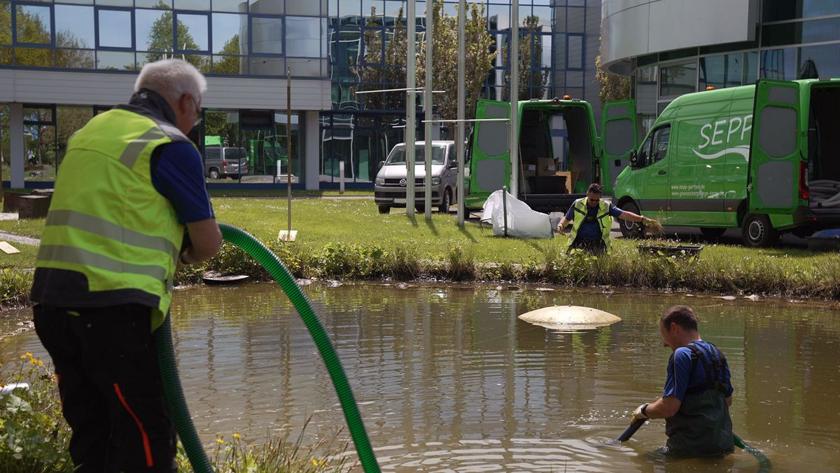 Reinigung bei den wertvollen Koikarpfen: Gewässerpfleger Jettingen