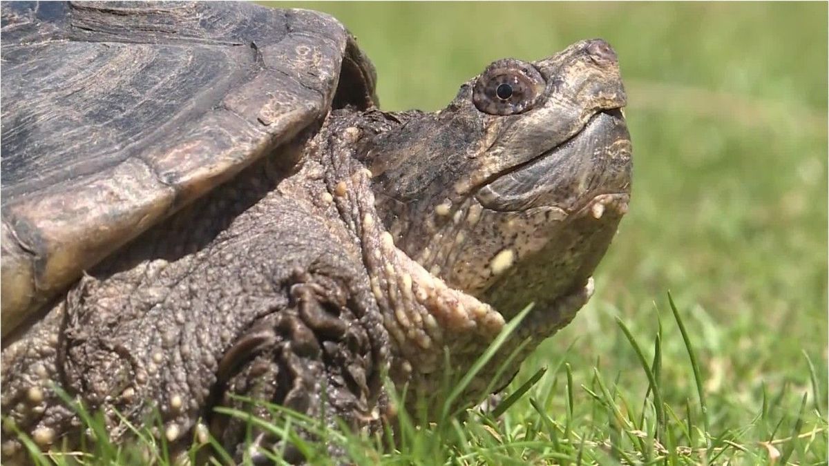 Gefährliche Schnappschildkröten treiben an deutschem See ihr Unwesen