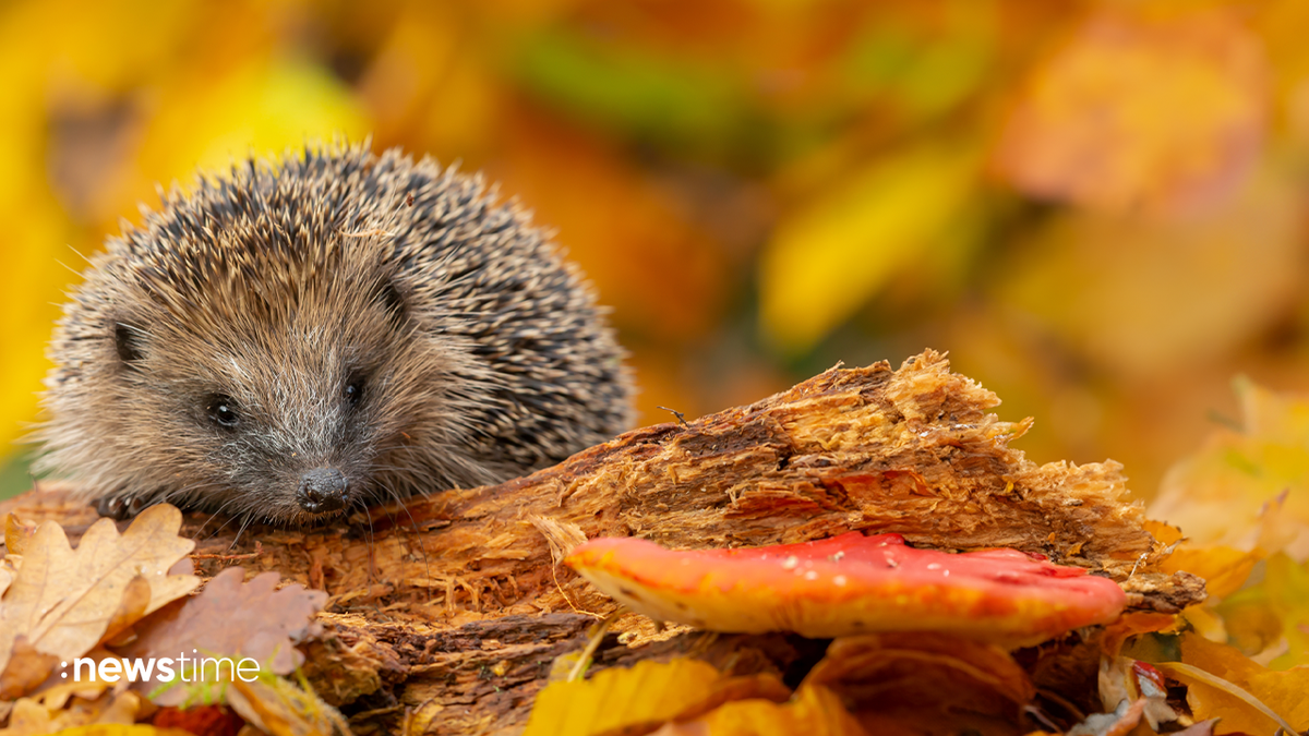 Herbstlicher Igel-Alarm: Wie verhält man sich bei einem Fund richtig?