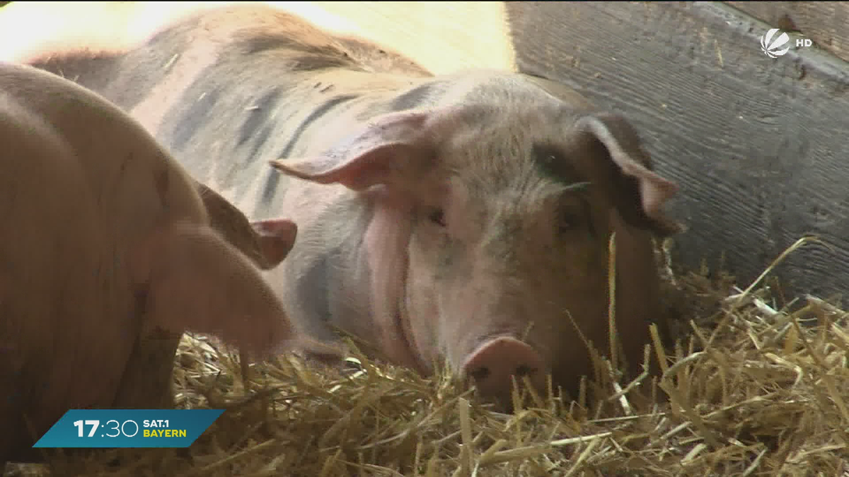 Schweinebestand in Bayern: Leichter Anstieg im Vergleich zum Vorjahr