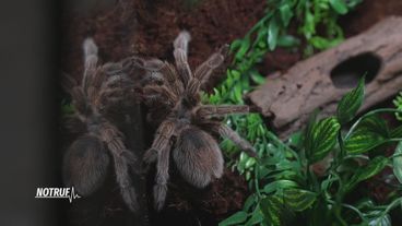 Von der Spinne gebissen... oder nicht?