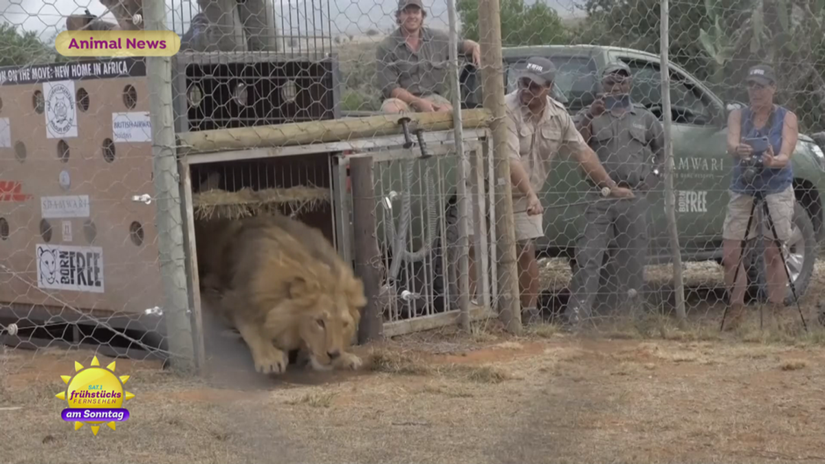Animal News: Löwenbrüder in Südafrika, verrückte Beagles und Therapie-Hunde