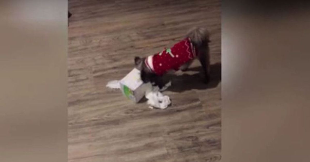 Hund in Weihnachtspulli bleibt mit Kopf in Box stecken
