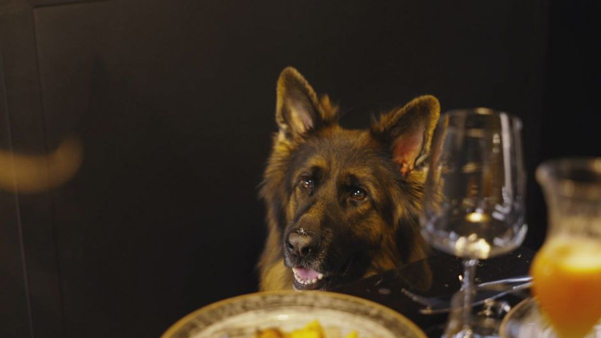 Fiuto: Das erste Gourmet-Restaurant für Hunde