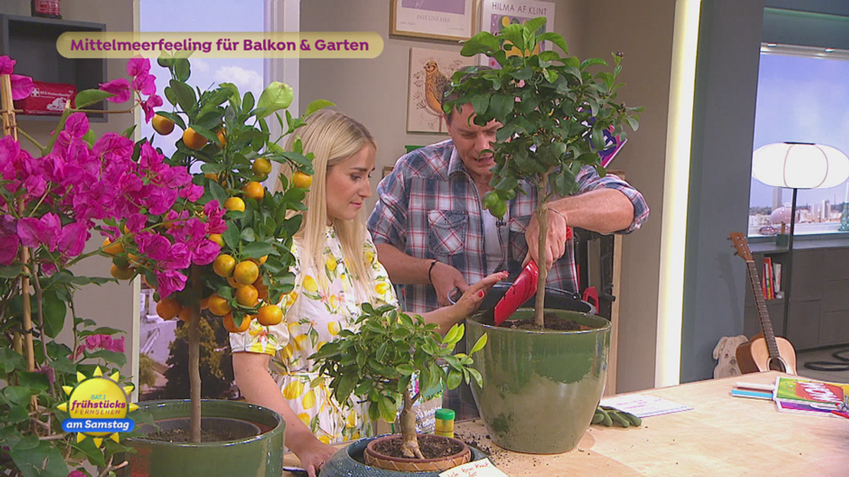 Mittelmeerfeeling für Balkon & Garten