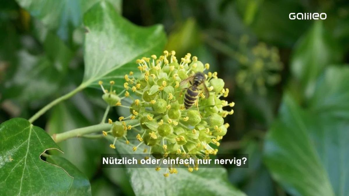 Wespen: Warum sie nützlich für uns sind
