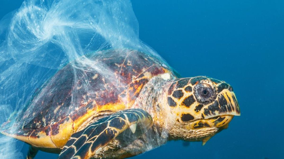 Acht Millionen Tonnen Plastik im Meer