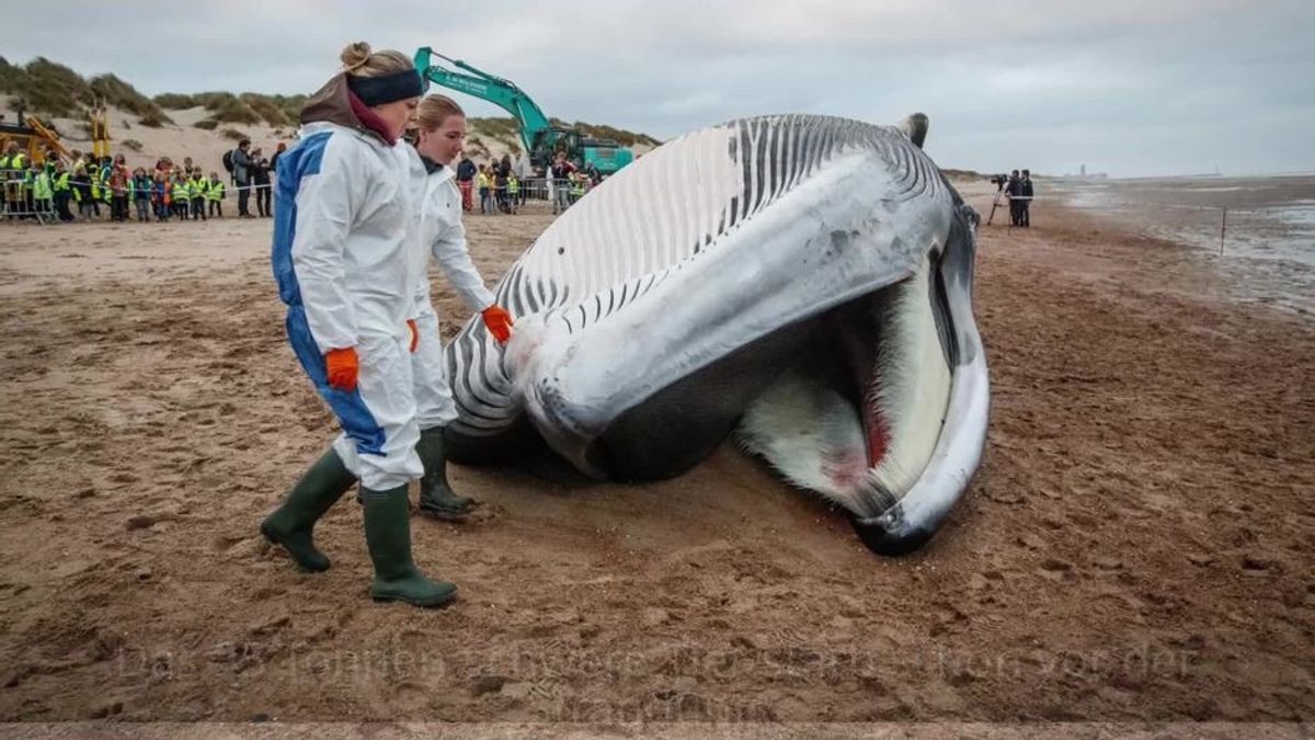 18 Meter lang: Riesiger Wal an Nordseeküste gestrandet