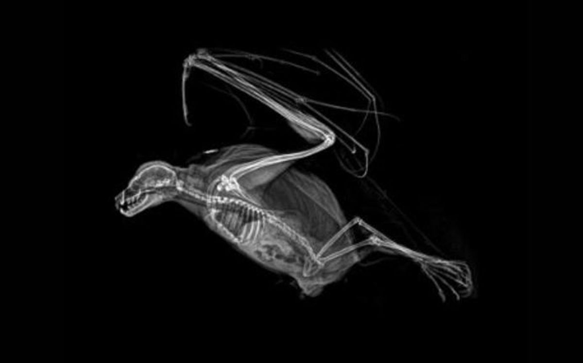 Beeindruckende Aufnahmen: So sehen Tiere beim Röntgen aus