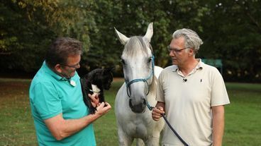 Hündin Betty: Eine süße Assistentin für den Tierarzt