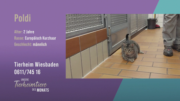 Zuckersüßer Kater Poldi mit besonderen Bedürfnissen