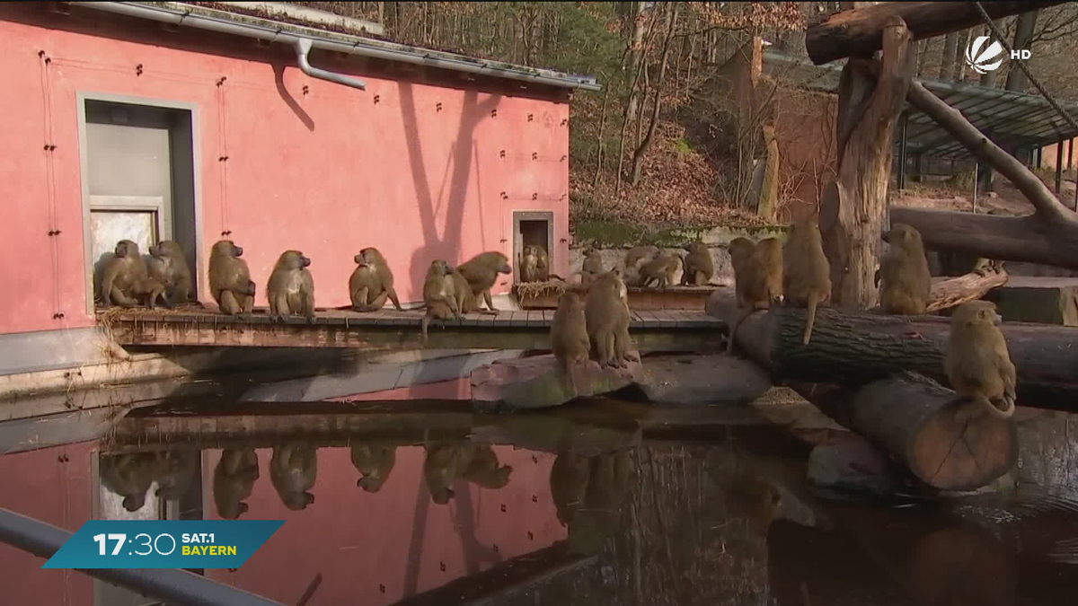 Trotz Protesten: Tiergarten Nürnberg bereitet Tötung von Pavianen vor