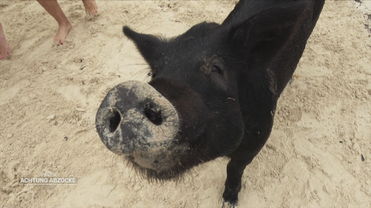 Die berühmten Karibikschweine: "Süß ist das schon - aber artgerecht?"