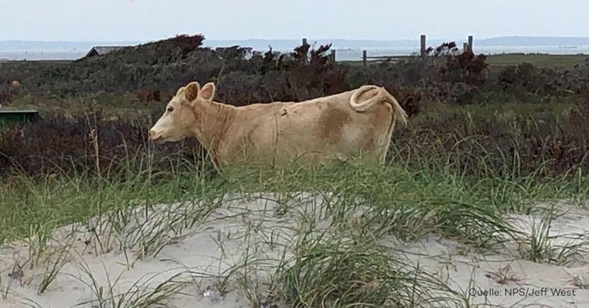 Hurrikan riss Kühe aufs Meer hinaus: Nun sind sie lebend aufgetaucht