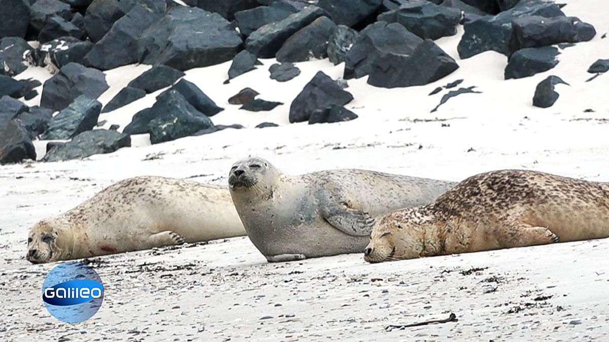 5 Dinge, die man über Helgoland wissen muss