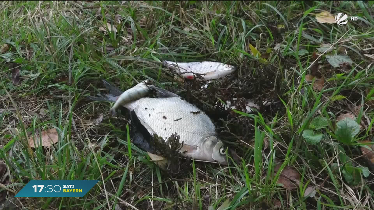 Fischsterben in Breitengüßbach: Hunderte Fische sterben wegen Sauerstoffmangels