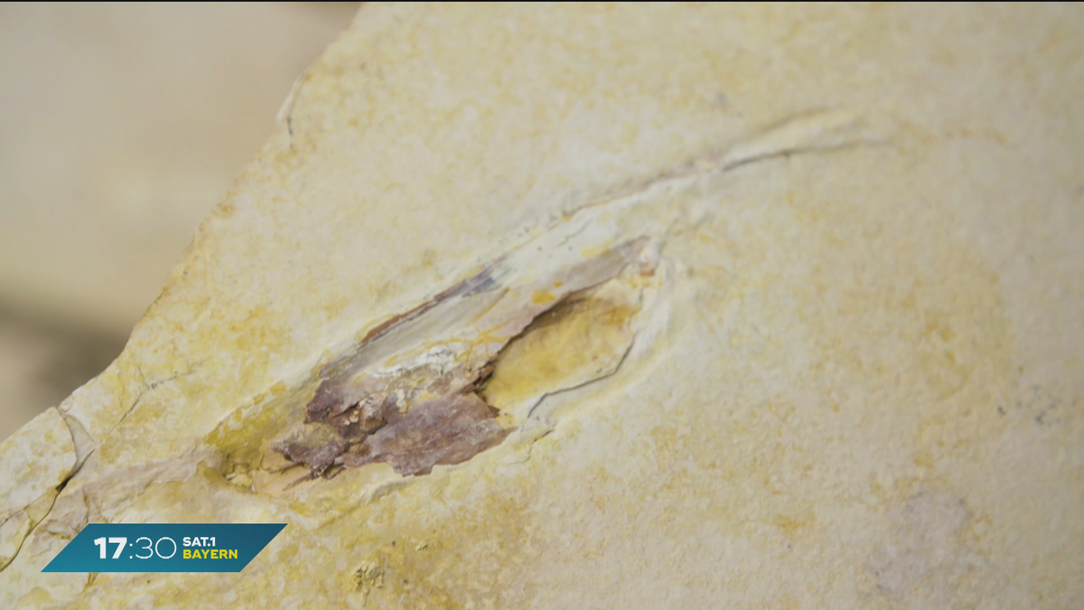 Nei g’schaut - Zu Gast in Franken: Urvogel Archaeopteryx im Altmühltal