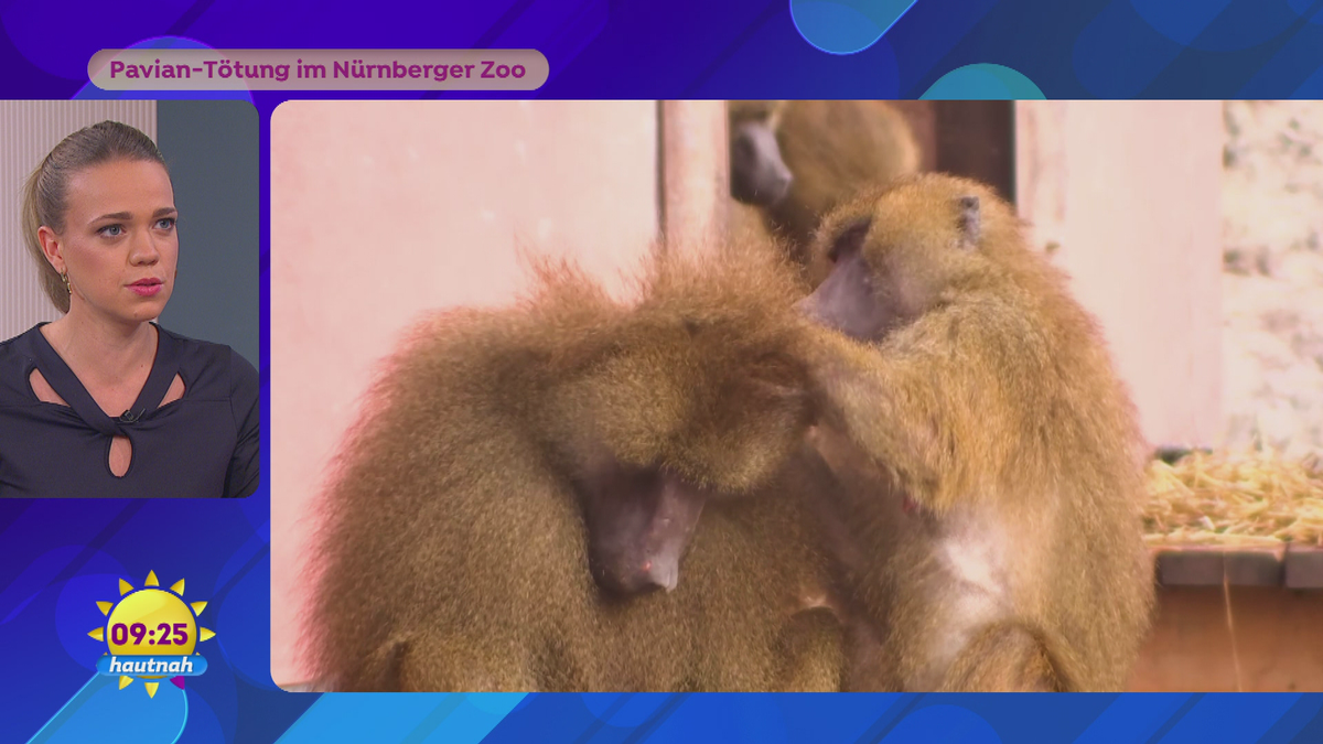 Affen-Tötung im Nürnberger Zoo