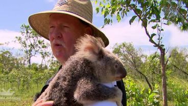 Tamme kuschelt in Australien mit Koalabären