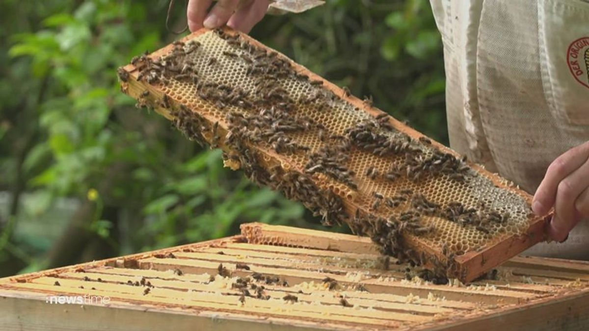 Welt-Bienen-Tag: Großteil der Wildbienen in Deutschland bedroht