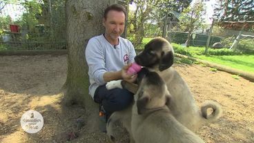 "Kleine" große Welpen suchen einen neuen Besitzer