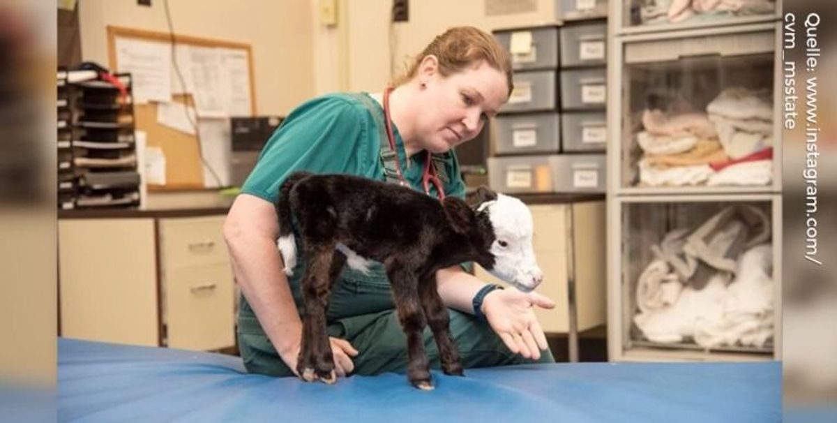 Das kleinste Kalb der Welt: Lil' Bill wiegt nur 4,5 Kilo