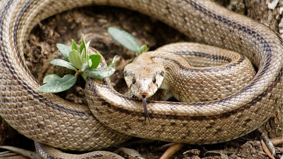 Schlangen-Invasion auf Mallorca: Äußerst aggressive Tiere