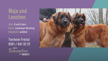 Für erfahrene Hunde-Fans: Maja und Lenchen