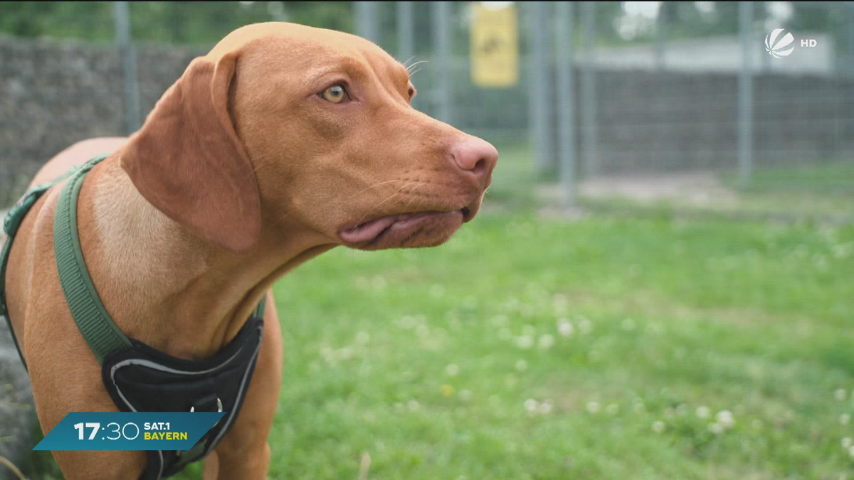 Hunde-Drama in München: Wohin kommt gequälte Hündin Bella?