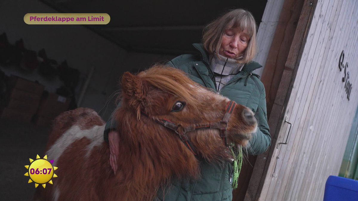 Pferdeklappe am Limit