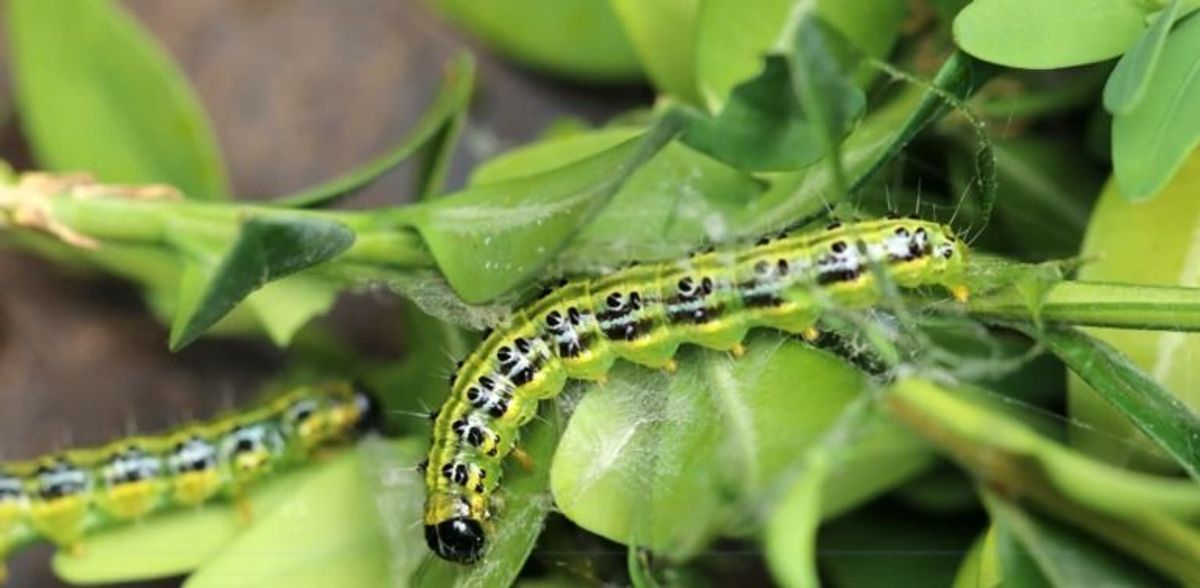 Er vernichtet den Garten: Das könnt ihr gegen den Buchsbaumzünsler tun