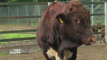 Wilder Stier im Visier