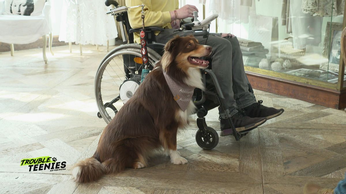 Assistenztraining mit Australian Shepherd Nemo