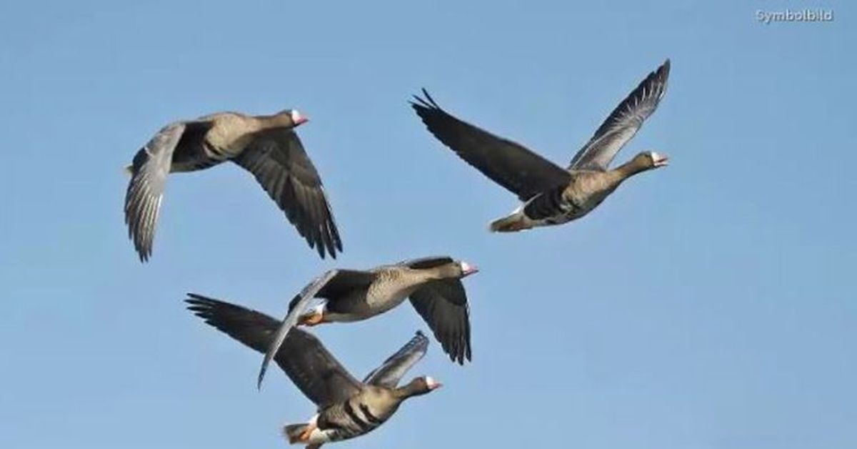 Fall in Brandenburg: Vogelgrippe zurück in Deutschland