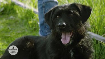 Hund Harry sucht Menschen mit Herz