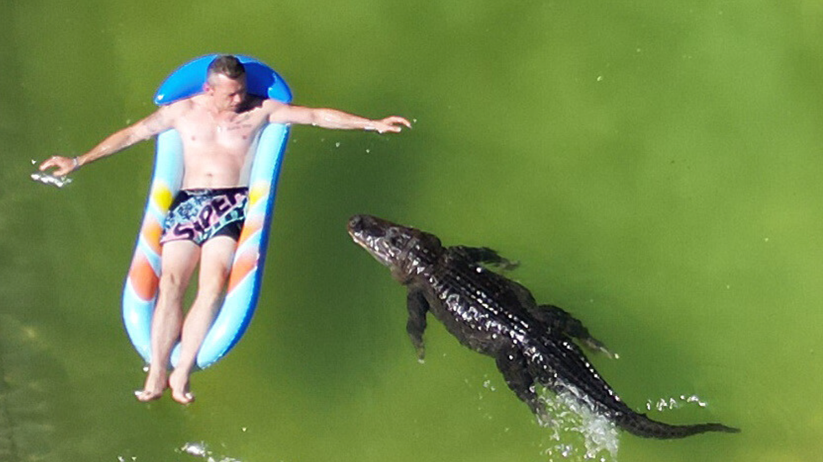 Familie hält Alligator als Haustier