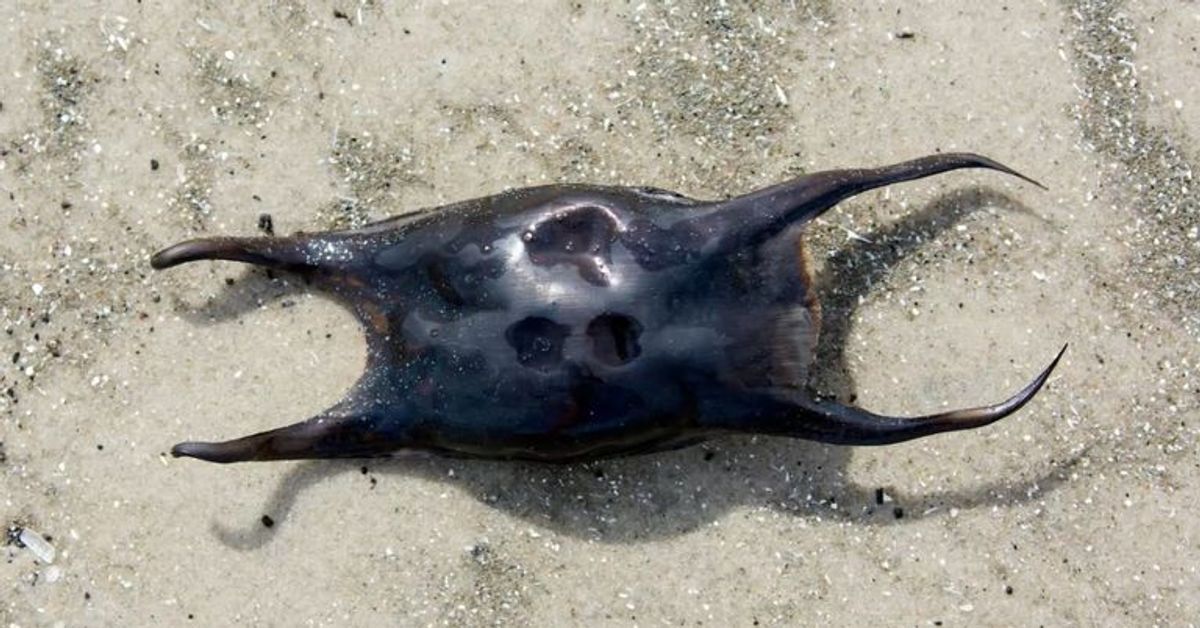 Schwarze mysteriöse Kreatur am Meer: Was ist das?