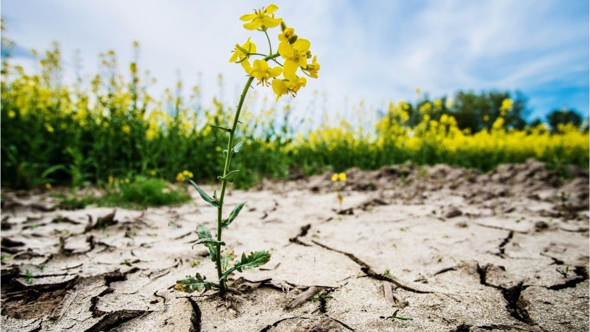 Berlin trockener als Sahara: Meteorologen besorgt über Dürre-April