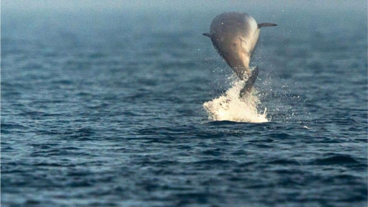 Neuer Rekord: Wal taucht so lange wie kein anderer