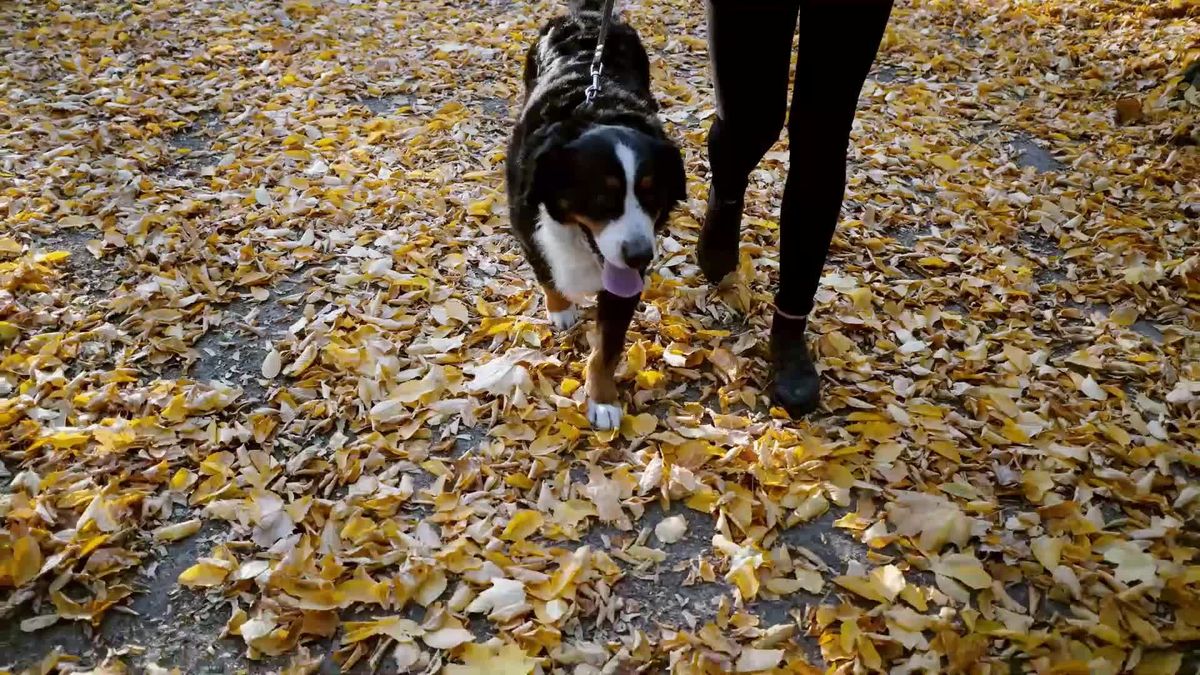 Todesgefahr im Herbst: So gefährlich sind Kastanien für Hunde