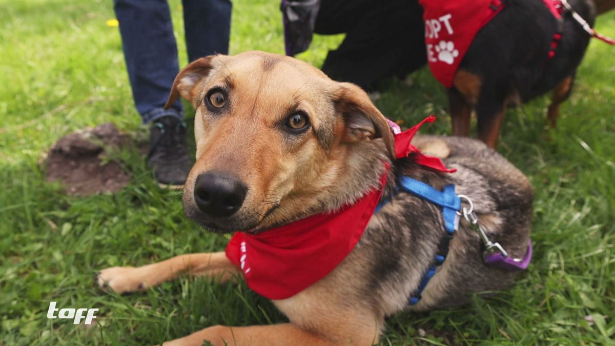 Speed-Dating für Hunde in München