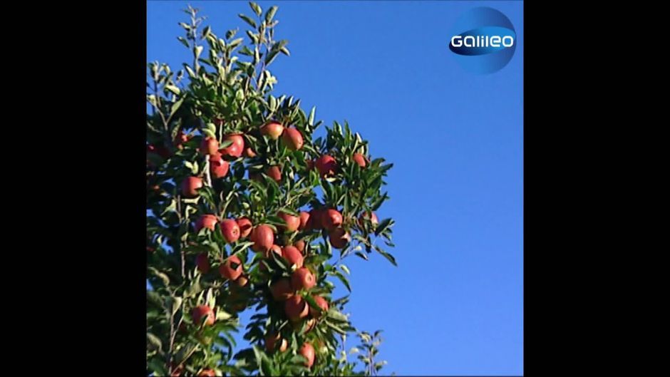 טביעת רגל אקולוגית: המסע של תפוח