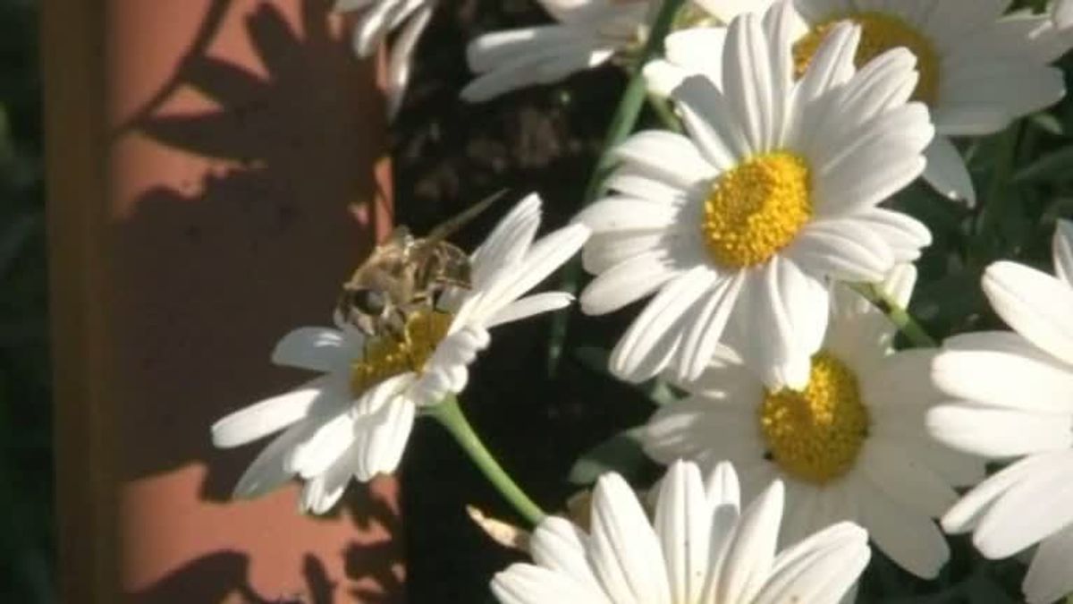 Bienen-Oase auf dem Dach