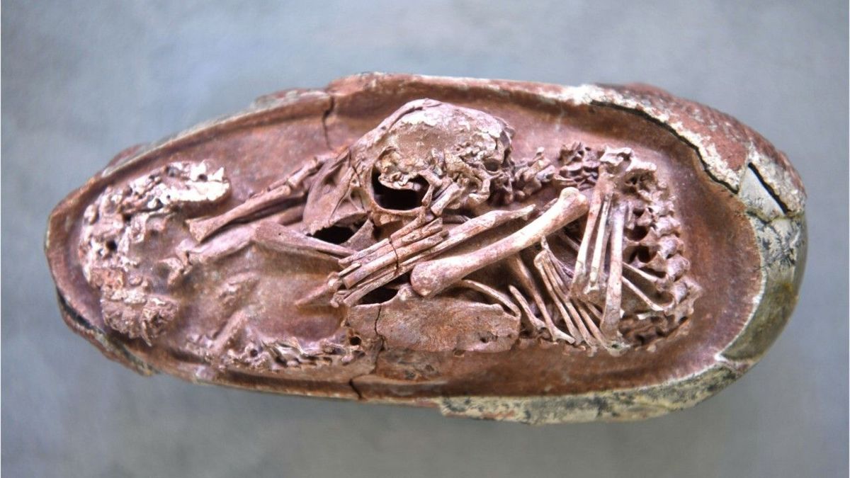 Spektakulärer Fund: Perfekt erhaltener Dinosaurier-Embryo entdeckt