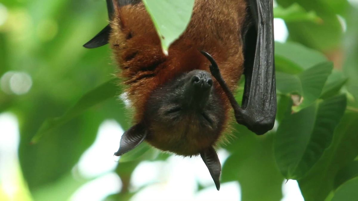 "Oh mein Gott ...": Fledermaus an Bord sorgt für Panik in Flugzeug